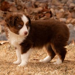 Miniature American Shepherd and Miniature Australian Shepherd Puppies from Bellewynd Acres