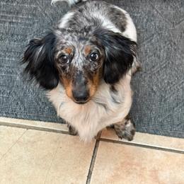 Malibu - Dachshund