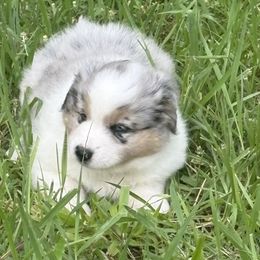 Alexis- lilac merle - Blue merle female Miniature Australian Shepherd puppy in Signal Mountain, Tennessee from D & D Miniature and Toy Australian Sheppards