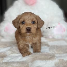 Nova - Caramel female Australian Labradoodle puppy in Nashville, Tennessee from SF Australian Labradoodles
