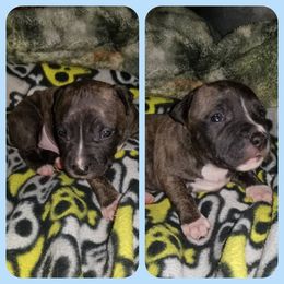 American Pit Bull Terrier Puppies from Kaotic APBTs