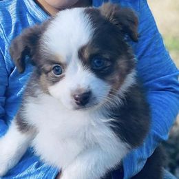 Toy Australian Shepherds from Cedar Hills Aussies