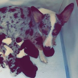 American Corgi and Pembroke Welsh Corgi Puppies from Weatherby’s Corgis