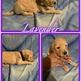 Lavender - Goldendoodle puppy from Zona’s Teddybear GoldenDoodles