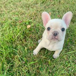 Adora - White female French Bulldog puppy in Coatesville, Pennsylvania from The Chipper Frenchie