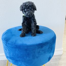 Poodle Puppies from Agape Standard Poodles