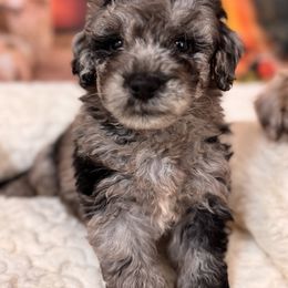 Titan - Blue merle male Aussiedoodle puppy in Dickerson, Maryland from Pawsome Aussie Doodles and Oodles