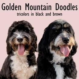 Golden Mountain Doodle puppies from Sonoran Standard Doodles