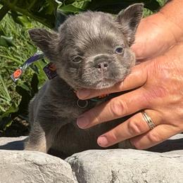Dax - Tricolors male French Bulldog puppy in Palm Coast, Florida from Calypso Island French Bulldogs