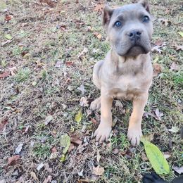 Girl 5 - Gray and fawn female Cane Corso puppy in Thaxton, Virginia from Fortune Star Ultimate K9s