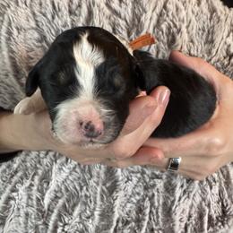 Topaz - Black tri-color male Aussiedoodle puppy in Columbia Falls, Montana from Firefly Horse Co Wellness Retreat Center