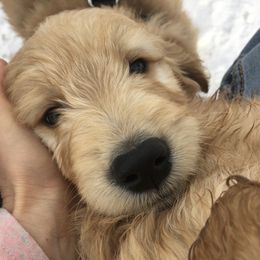 Goldendoodle Puppies from Brashears Livestock and Dogs