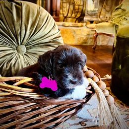 Purple Girl AKC - Liver female Miniature Schnauzer puppy in Pineville, Kentucky from Bell Beards & Brows Min Schnauzers