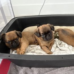 Pink - Red female Brussels Griffon puppy in Austin, Texas from Griffs & Co.