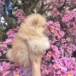 Pomeranian Puppies from Floki & Fibi Pomeranians