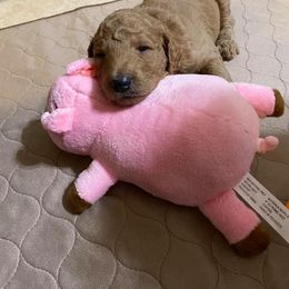 Poodle Puppies from Aschenputtel Poodles