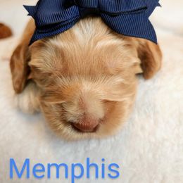 Australian Labradoodle Puppies from Lavender Fields Australian Labradoodles