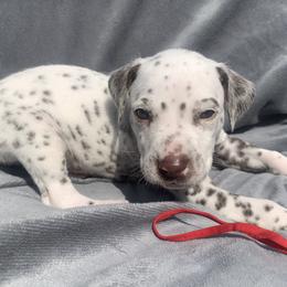 Dalmatian and Poodle Puppies from Cotton Top