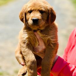 Brown Girl - Golden female Golden Retriever puppy in Rockwell, North Carolina from KnL Golden Acres