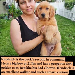 Golden Retriever Puppies from City Goldens