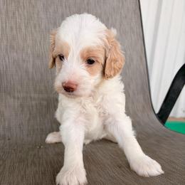 Ham - Parti male Goldendoodle puppy in Point, Texas from Tiny Paws Goldendoodles