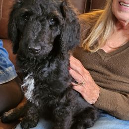 Poodle Puppies from Savvy and Friends, LLC