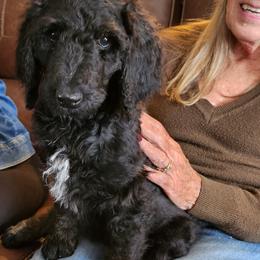 Poodle Puppies from Savvy and Friends, LLC