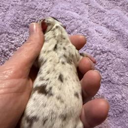 Thunder - Merle male Chihuahua puppy in Seneca, Missouri from Stephanie’s Puppy Colony