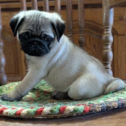 Pug puppies from Hoskinspugs