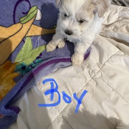 Miniature Schnauzer Puppies from Her Mini Schnauzer’s by MizMarilynP