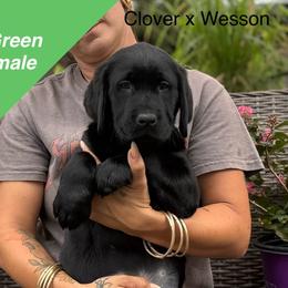 Boy 1 - Black male Labrador Retriever puppy in Wilson’s, Virginia from Cedar Hill Farm Labradors