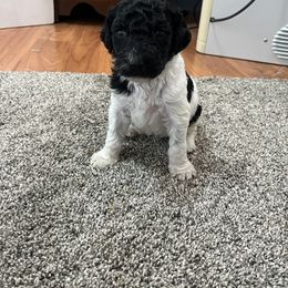 Aussiedoodle and Poodle Puppies from Covington Acres