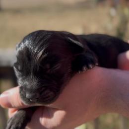 Thumper - Black tri male Miniature Australian Shepherd puppy in Ardmore, Oklahoma from Tribal Rose Aussies