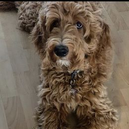 Lani - Goldendoodle