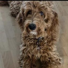 Lani - Goldendoodle