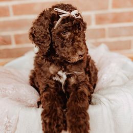 Poodles from Mt View Acres