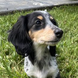 Maisie - Dachshund