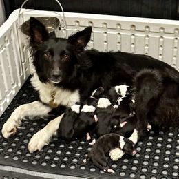Border Collie Puppies from Gulan Farm Border Collies