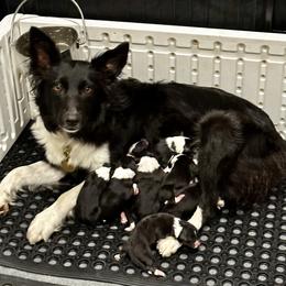 Border Collie Puppies from Gulan Farm Border Collies