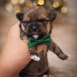 Brownie - Gold male Shorkie puppy in Midland, Texas from Southern Yorkie Pies