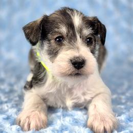 Maverick - Parti male Miniature Schnauzer puppy in Ely, Nevada from Great Basin Miniature Schnauzers
