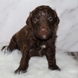 Scrumdiddlyumptious - Brown male Bernedoodle puppy in Ohio from Moore Doodles
