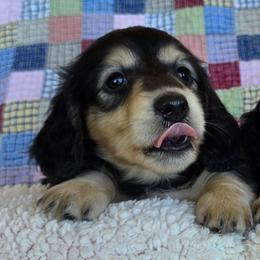 Lotto - Black and cream female Dachshund puppy in Grants Pass, Oregon from vom Treuen Wachter