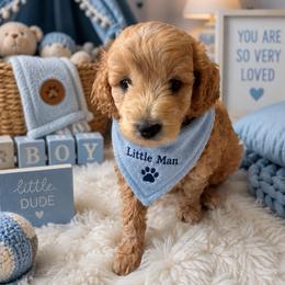 Dee-o-g - Apricot male Goldendoodle puppy in Aurora, Illinois from Chicago Goldendoodles