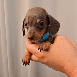 Blue puppy - Blue and tan male Dachshund puppy in Hesperia, California from VOM HAUSE Imperial