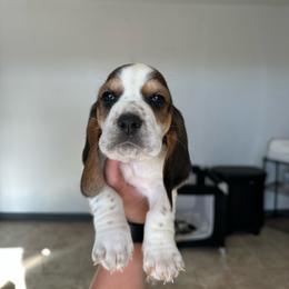 Girl 4 - Black and white female Basset Hound puppy in Las Animas, Colorado from J&D Dachsies