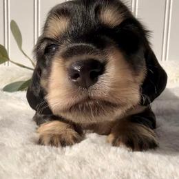 Black and Cream - Black and cream female Dachshund puppy in Nampa, Idaho from Long_and_Low_Dachshunds