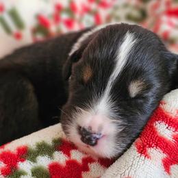 Toffee boy 1 - Black tri-color male Australian Shepherd puppy in Tehachapi, California from Astralvale Aussies