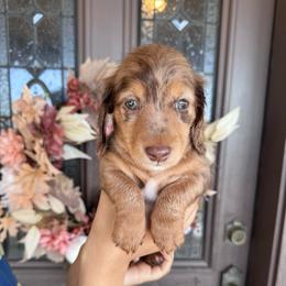 Buster - Dapple male Dachshund puppy in North Auburn, California from Northern Doxie