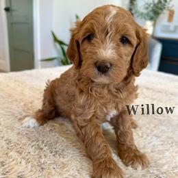 Willow - Cream female Goldendoodle puppy in Glendale, Arizona from Follow Your Bliss Doodles